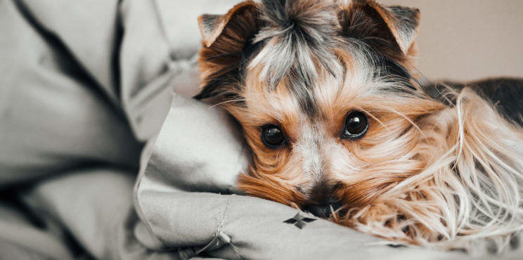 Little Jessie The Dog Resting in Bed