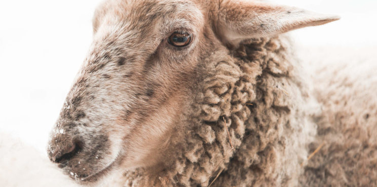 Portrait of Sheep in Winter