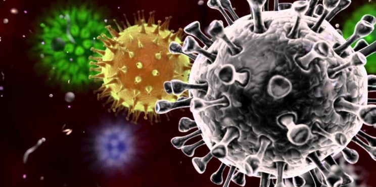 Un supervirus nato dai pipistrelli, ecco il servizio della RAI del 2015