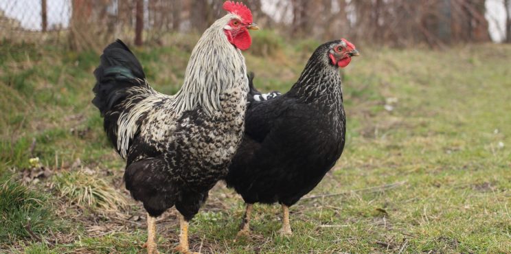 Casazza – Il Comitato ricorre all’avvocato per la puzza delle galline