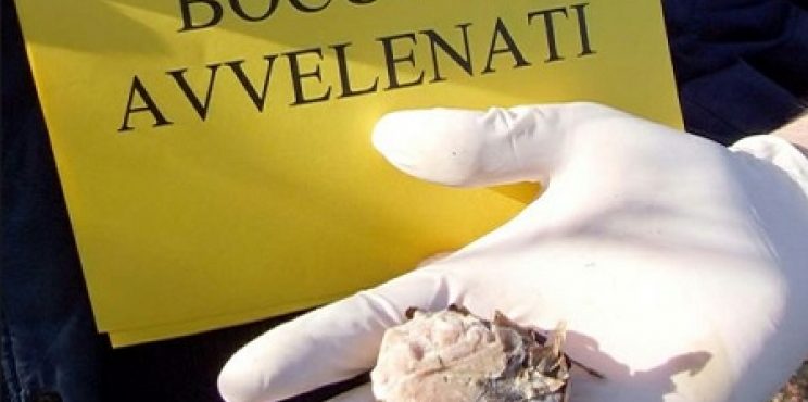 Bocconi avvelenati sulla ciclabile, ecco le segnalazioni