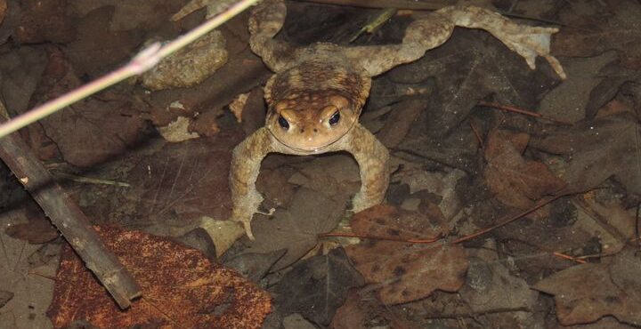 Valle Cavallina, cercasi volontari per salvare i Bufo Bufo