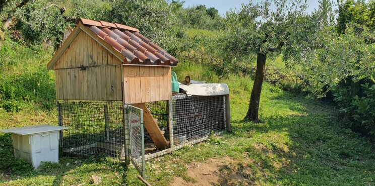 Castelli Calepio: Ladri di galline in azione, il proprietario: “Ho le immagini del furto”