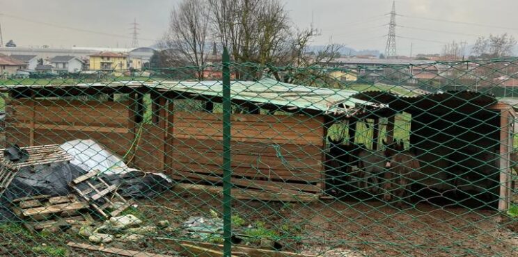 Carobbio: arriva l’ordinanza di sgombero per gli asini di via Manzoni