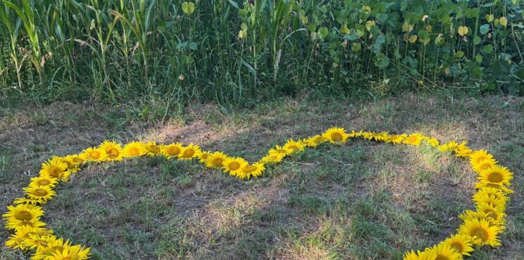 Monasterolo: i girasoli di Cuore di donna